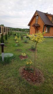 Lavender Cottage - Charzykowy - 7