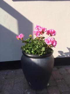 Guesthouse Hune - Blokhus - 2