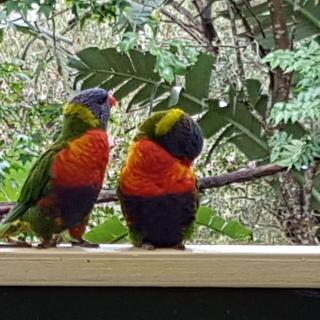 Avoca Beach "Cape Cottage" - Avoca Beach - 9