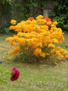 Kurheim Haus Linde - 5