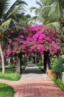Saigon Mui Ne Resort - Mui Ne - 5