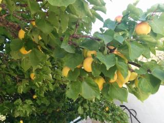 Varagoulis Giannis & Lenas Apartments - Paramonas - 4