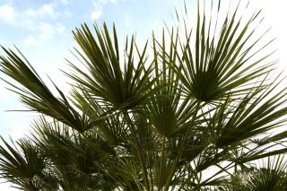 B&B Villa Garden - Bisceglie - 3