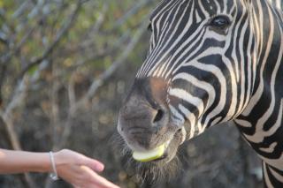InniBos Marloth Park - Marloth Park - 1