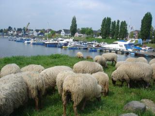 Rhein River Guesthouse - direkt am Rhein - Leverkusen - 2