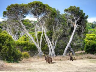 Mercure Kangaroo Island Lodge - American River - 5
