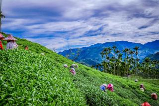 Look Tea House - Meishan - 0