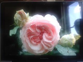 La Villa des Roses - Durbuy - 4