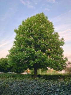 Killegården på Kivik - 9