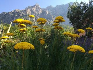 Apartments Bella Vista - Makarska - 7