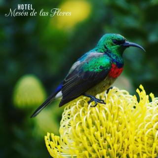 Hotel Meson de las Flores - Armenia - 3