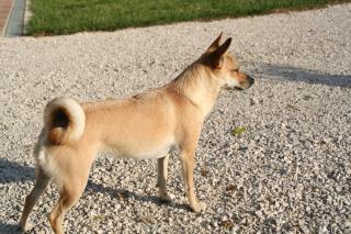 Il Poggetto - Corinaldo - 9