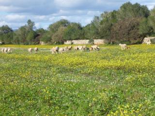 Agroturisme Son Llado - Campos - 9