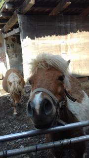 Bed & Breakfast Varionda - 8