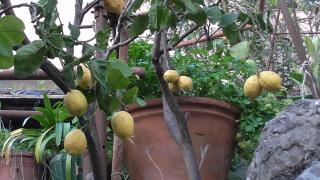 Il Golfo e i Limoni - La Spezia - 2