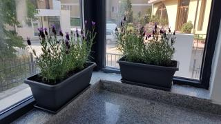 Guesthouse Odesos - Sozopol - 6
