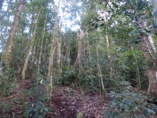 Casitas Jeruti - Monteverde - 8