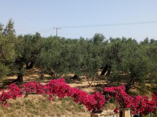 Happy Owl Village - Zakynthos - 3