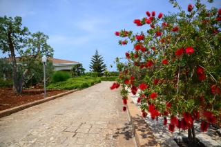 La civetta Rodonisa - 1