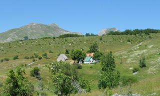 Suri - Plužine - 0