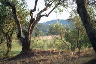 Agriturismo Poggio Corbello - La Pesta - 1
