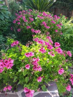 Lodge Rosa - Agropoli - 1