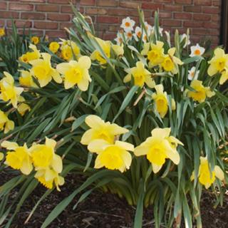 Meadow Court Inn - Ithaca - 3