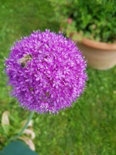 B&B Pizzeria Zur Traube - Montagna - 6