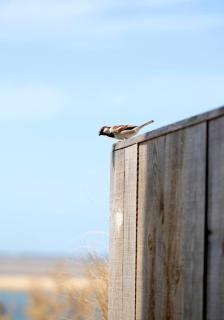 Dormir sur la Plage - Marennes - 6
