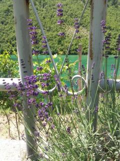 Kuća Lavanda - Drežnjak - 3