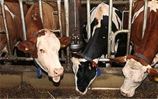 Landhaus Löscher - 3