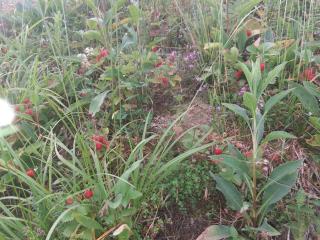 Верховинський котедж - 2