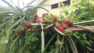 Posada Rural Oasis - Caño Negro - 2