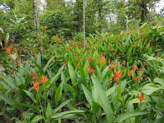 Posada Rural Oasis - Caño Negro - 8