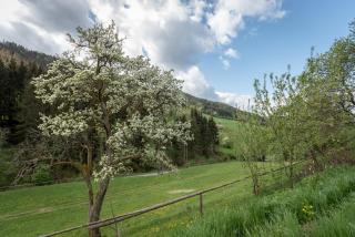Urlaub auf der Alm "Deluxe" - Preggraben - 2