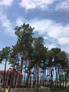 Green Cottage Shekvetili - Ureki - 2