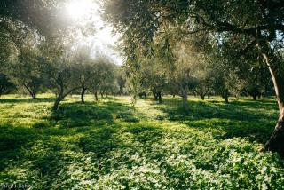 Red Tractor Farm - Korissia - 3