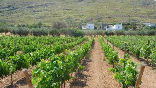 Red Tractor Farm - Korissia - 2