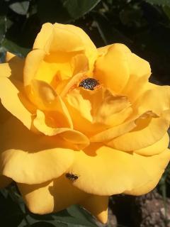 Borgo della Rocca - 8