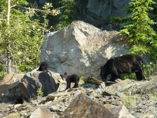 Mica Mountain Lodge & Log Cabins - 3