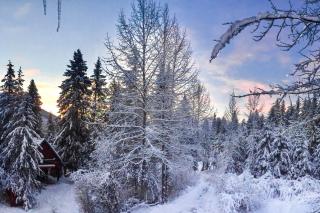St. Moritz House & Apartment - Girdwood - 9