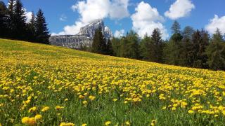 chalet soredl - Antermoia - 8