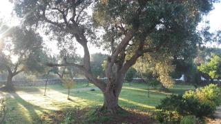 Sol Invictus Est - 0