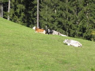 Biohof Hamann - Sarntal - 6