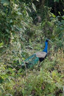 Temple Tiger Green Jungle Resort - 3