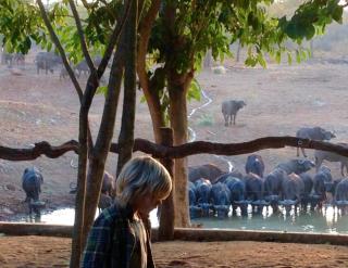 Lamai Safari Lodge - Balule Game Reserve - 8
