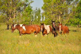 Los Vagones de Areco - 6