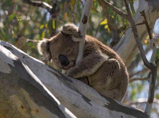 Tokemata Retreat - Cobram - 6