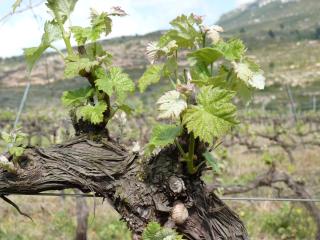 Cal Maginet - Vilaverd - 3