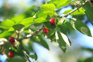 The Olive Garden - Limenas - 6
